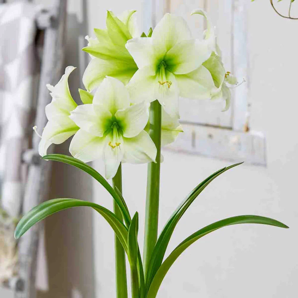 Amaryllis North Pole
