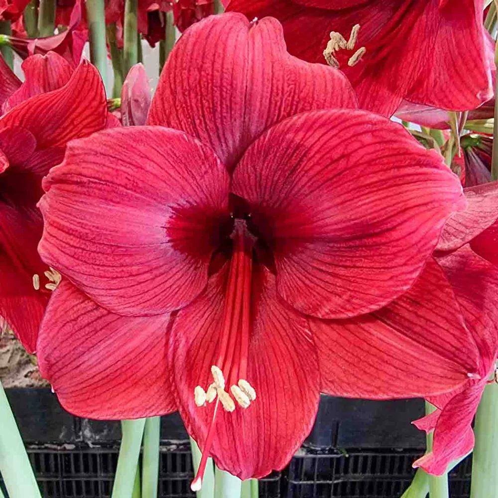 Amaryllis Peppers - Image 2