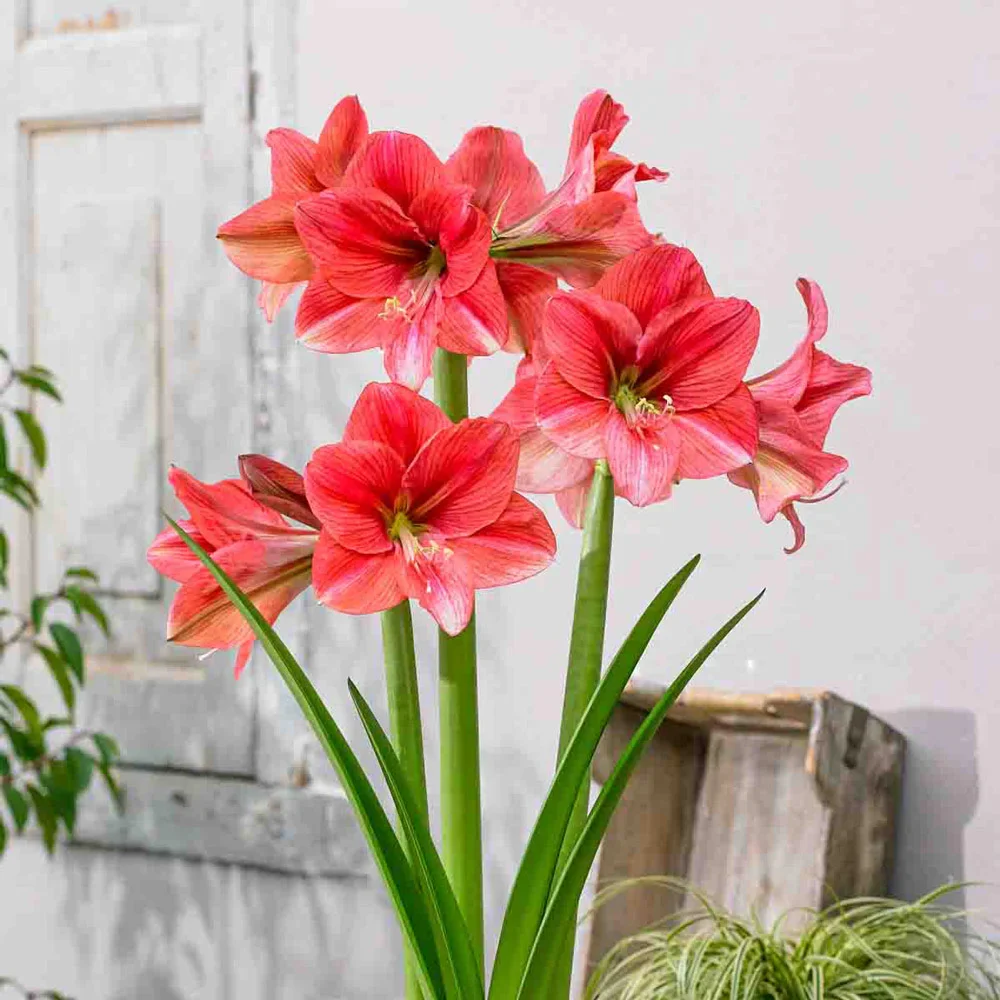 Amaryllis Pink Panther
