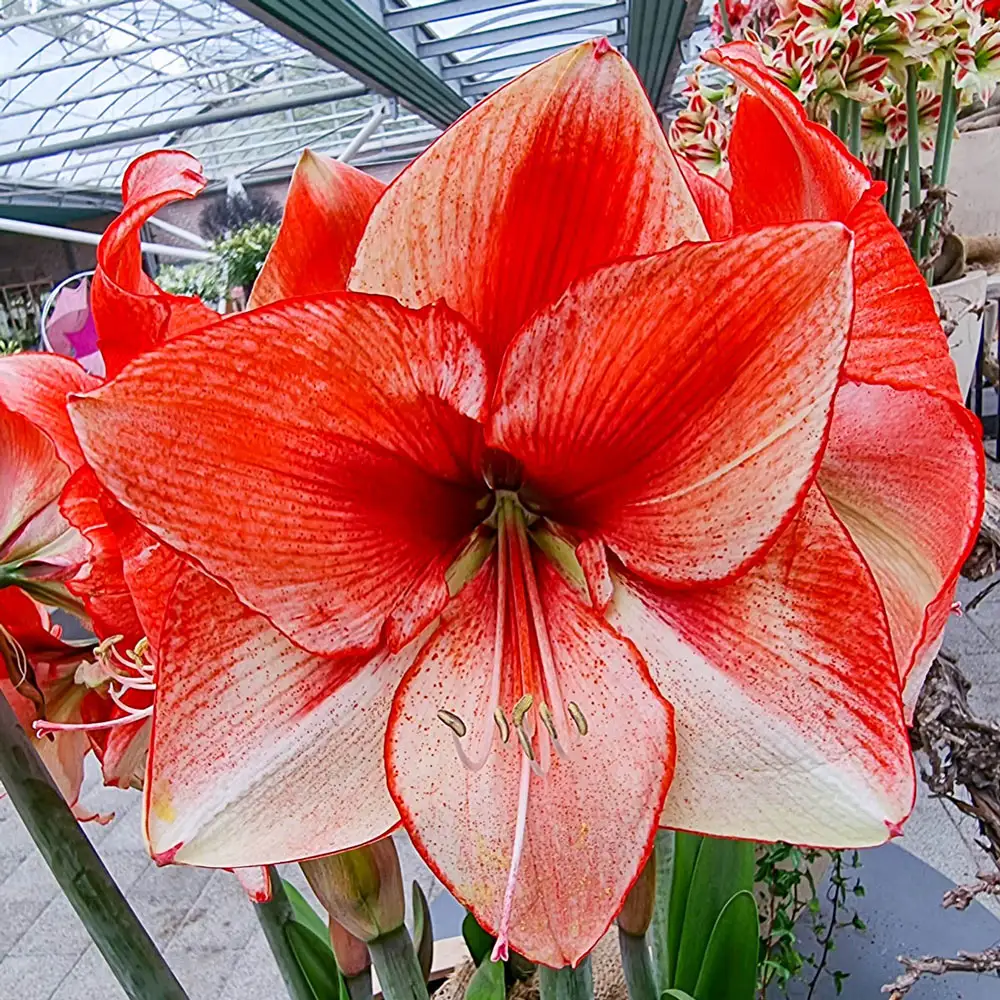 Amaryllis Showmaster