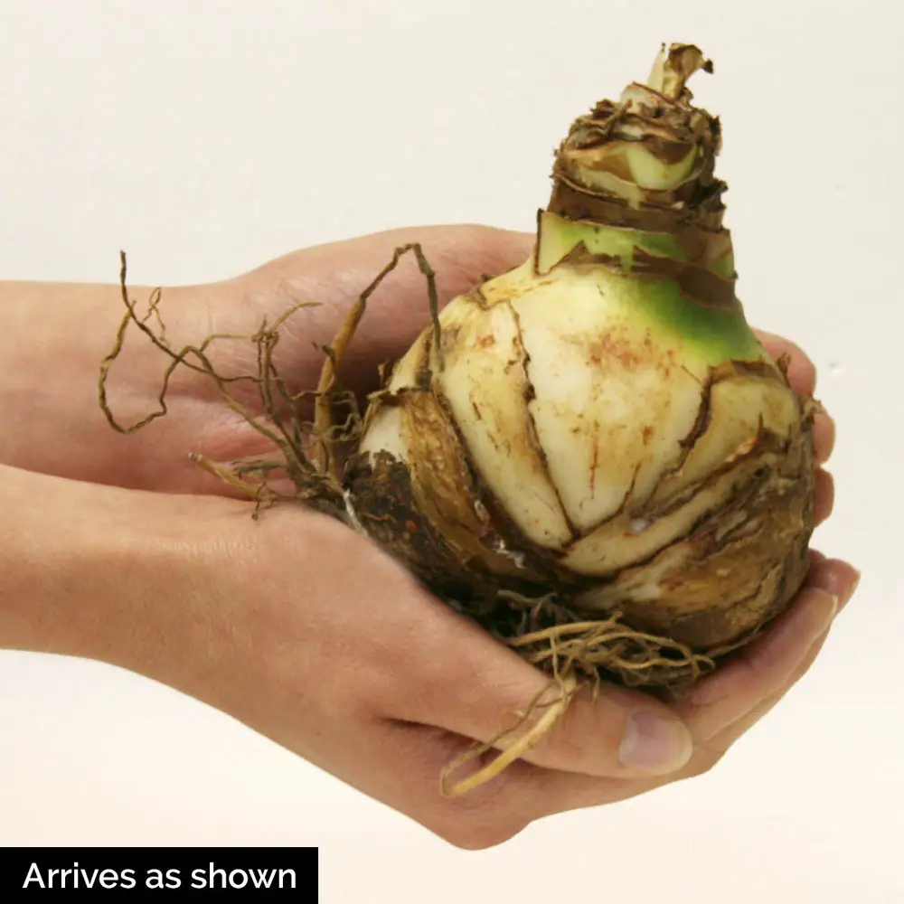 Amaryllis Splash - Image 2