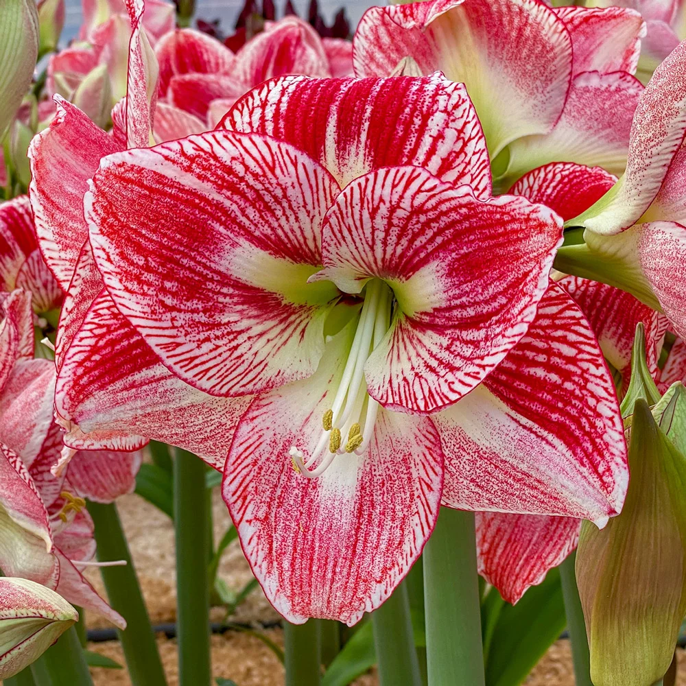Amaryllis Spotted Cream