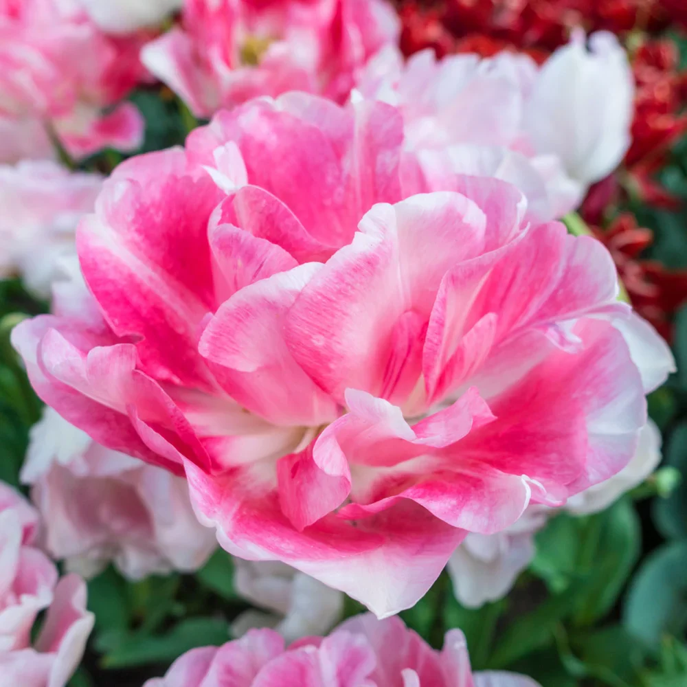 Double Peony Tulip Angelique - Image 4