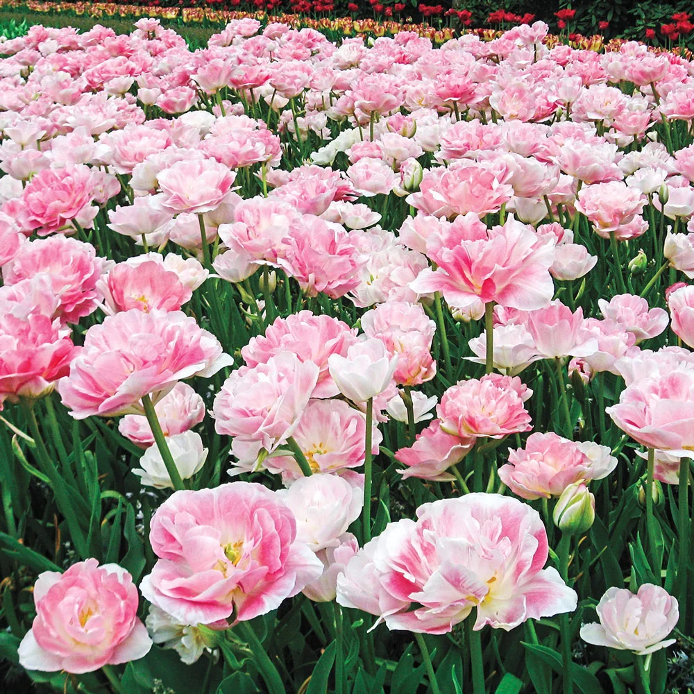 Double Peony Tulip Angelique - Image 5