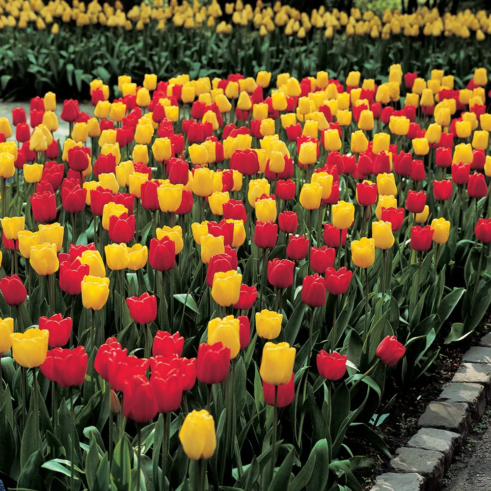 Apeldoorn & Golden Apeldoorn Tulip Combo