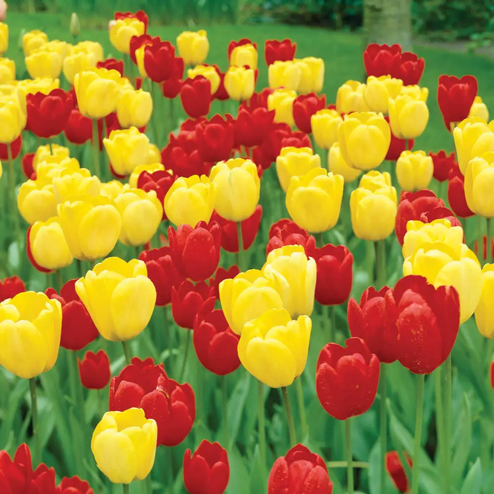 Apeldoorn & Golden Apeldoorn Tulip Combo - Image 2