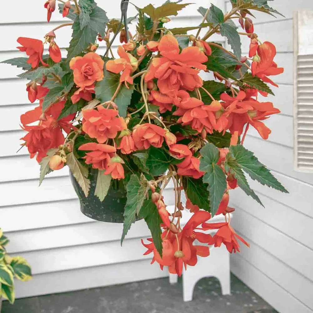 Double Hanging Basket Begonias Apricot - Image 3
