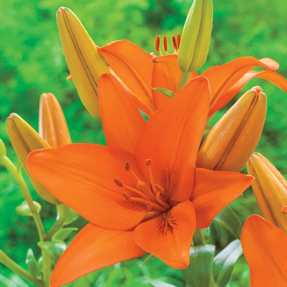 Asiatic Lily Orange Summer - Image 2