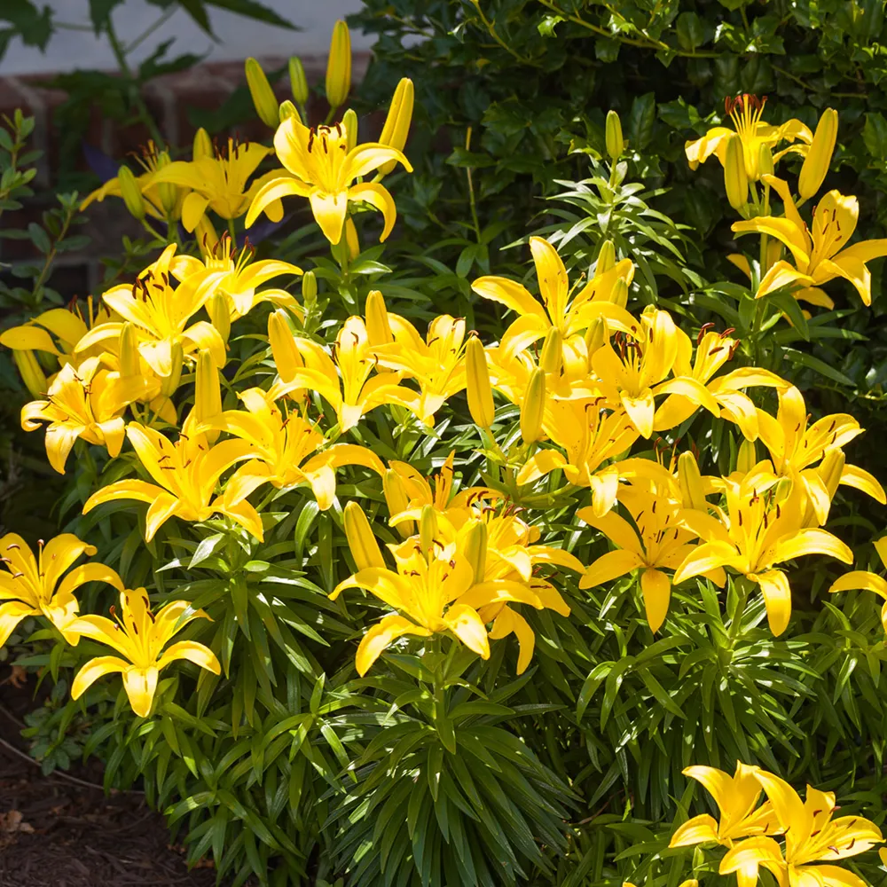 Asiatic Lily Rapid Yellow - Image 2