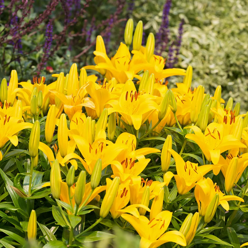 Asiatic Lily Rapid Yellow - Image 3