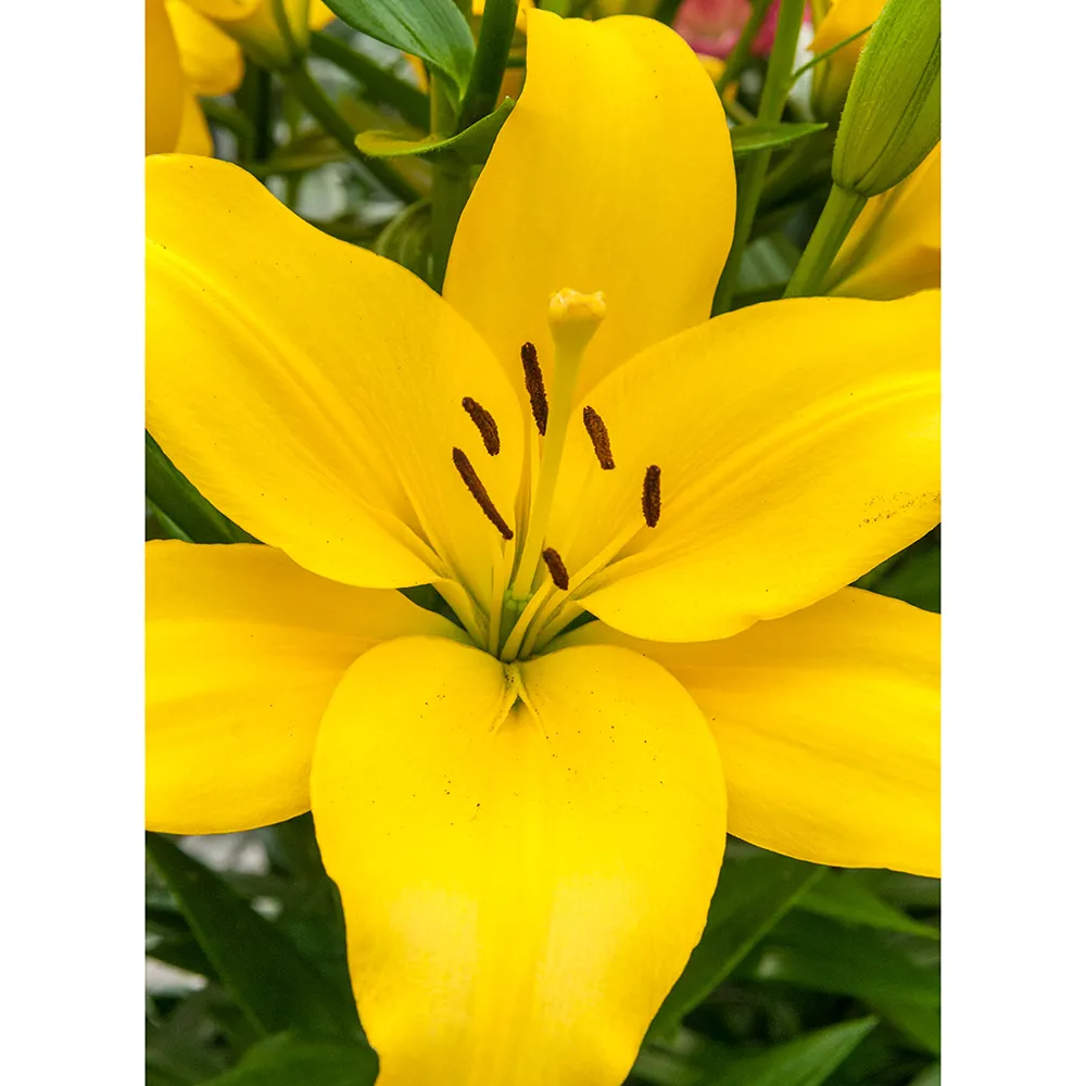 Asiatic Lily Rapid Yellow - Image 4