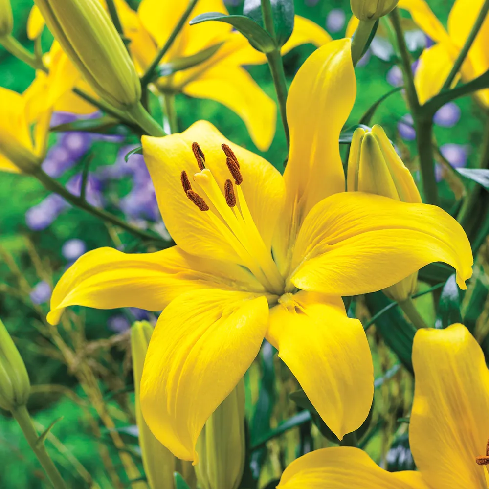 Asiatic Lily Rapid Yellow - Image 5