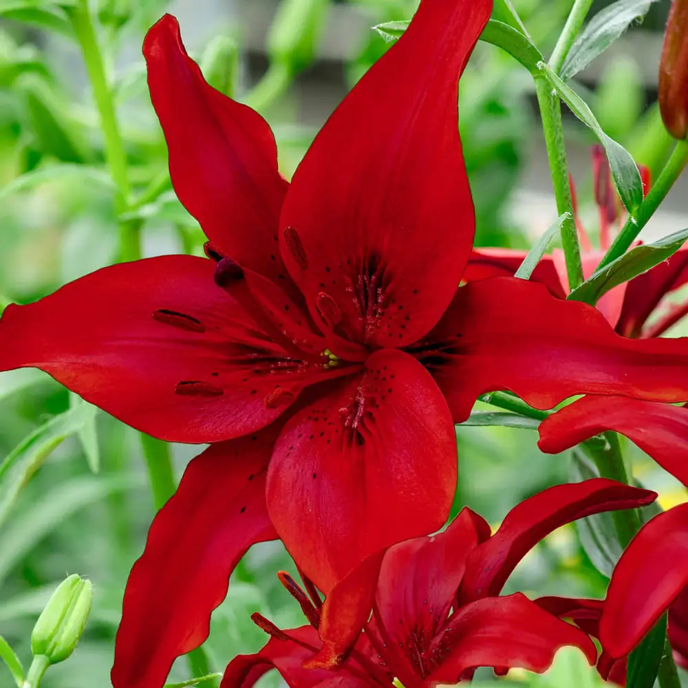 Asiatic Lily Red County - Image 2
