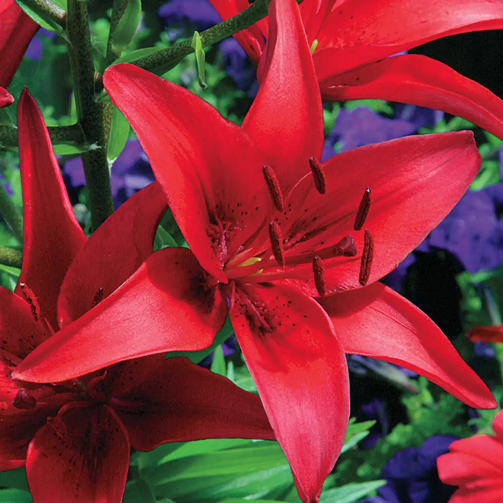Asiatic Lily Red County - Image 3