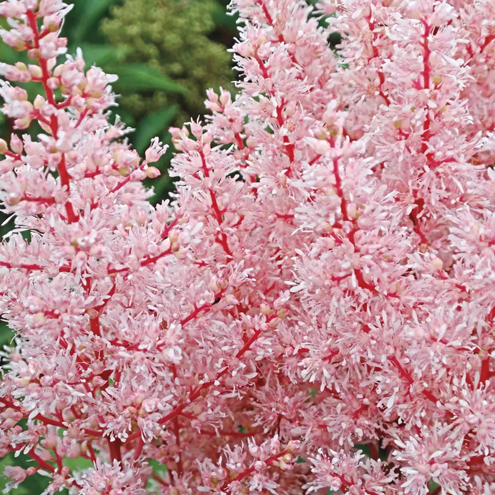 Astilbe Look at Me - Image 2