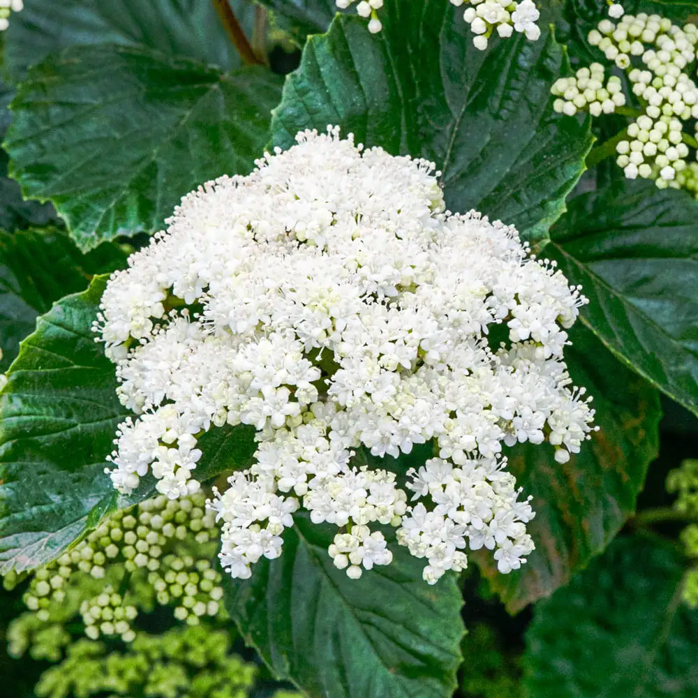 Autumn Jazz Viburnum Hedge - Image 2