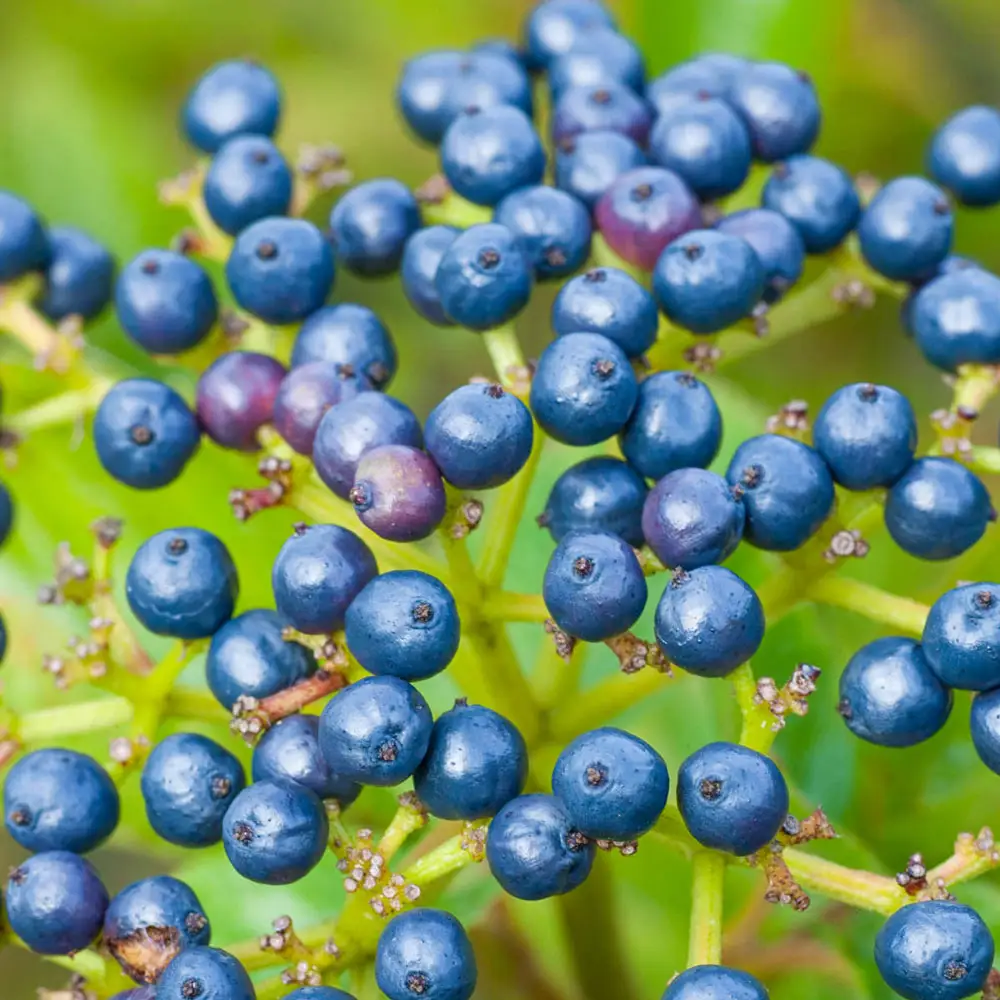 Autumn Jazz Viburnum Hedge - Image 3