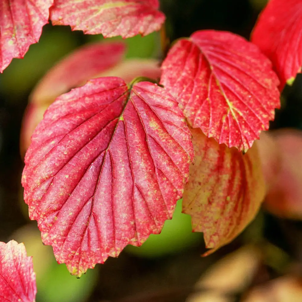 Autumn Jazz Viburnum Hedge - Image 4