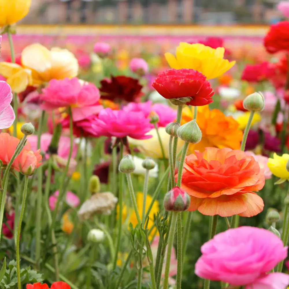 Aviv Ranunculus Mixed Colors - Image 3