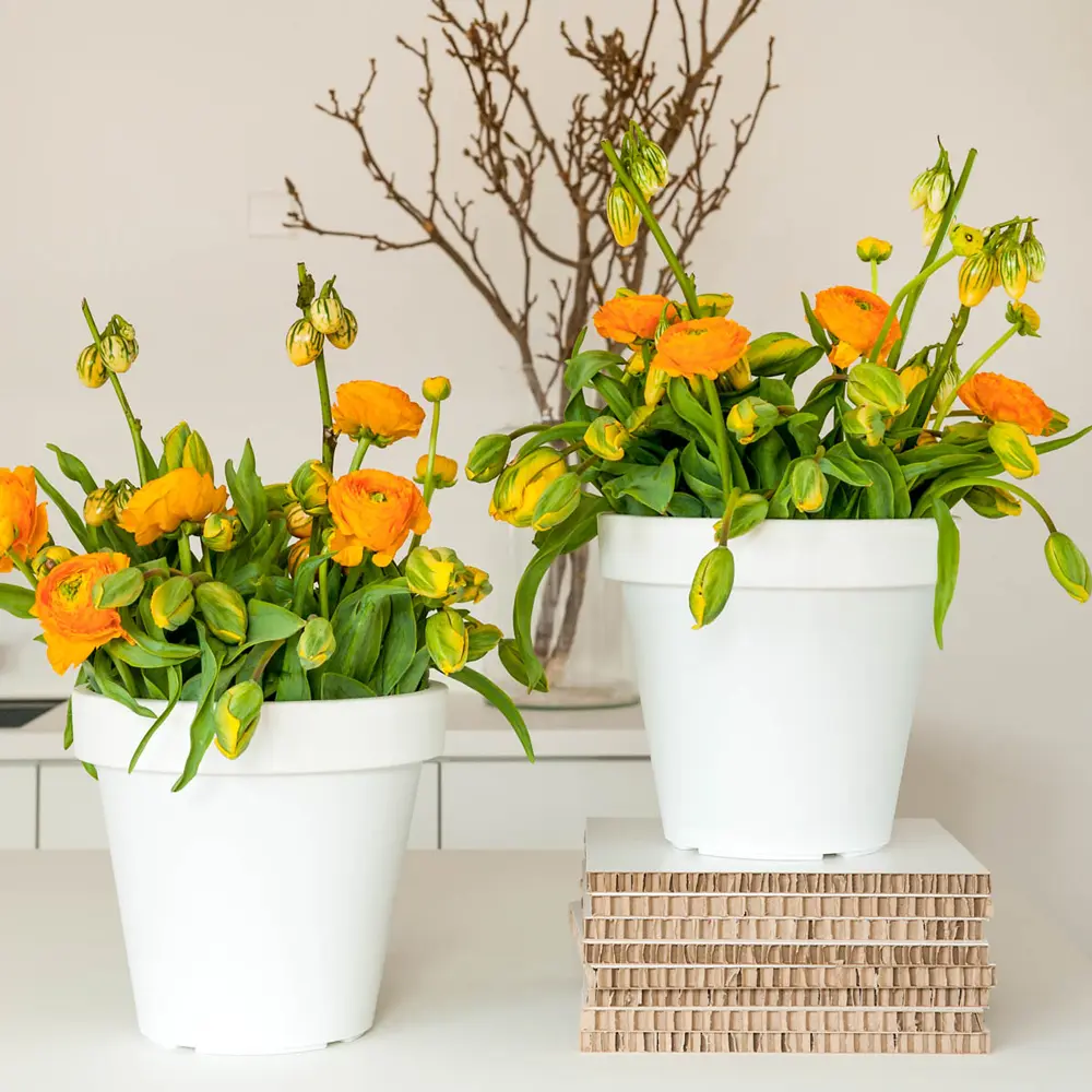 Aviv Ranunculus Orange