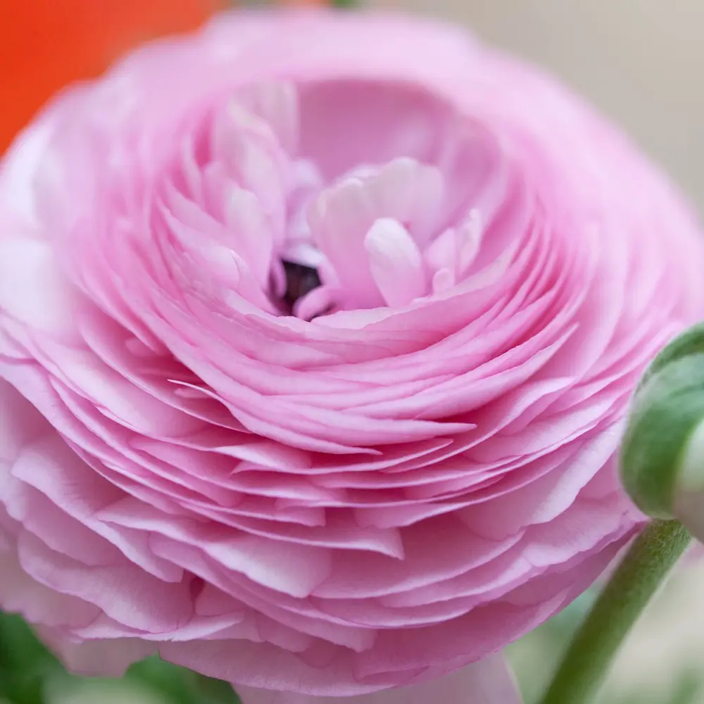 Aviv Ranunculus Pink - Image 2