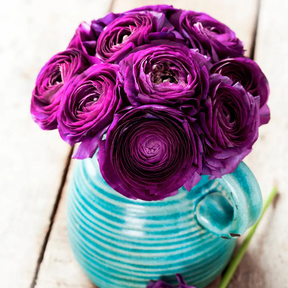 Aviv Ranunculus Purple - Image 2