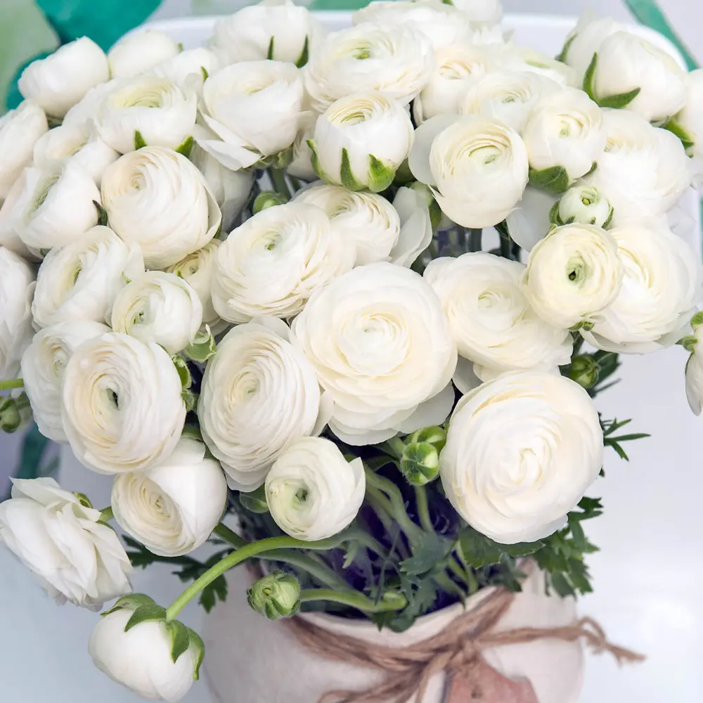 Aviv Ranunculus White