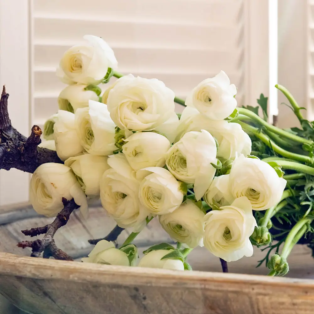 Aviv Ranunculus White - Image 3