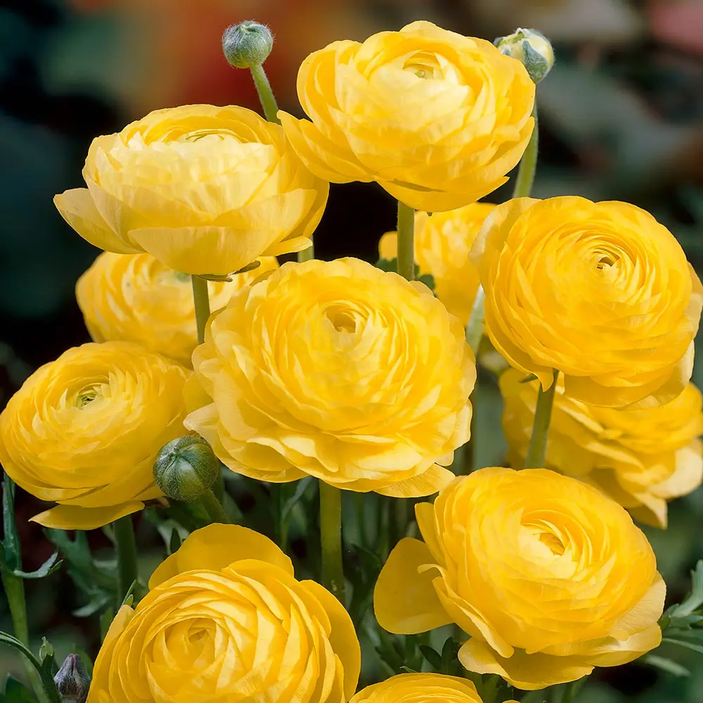 Aviv Ranunculus Yellow