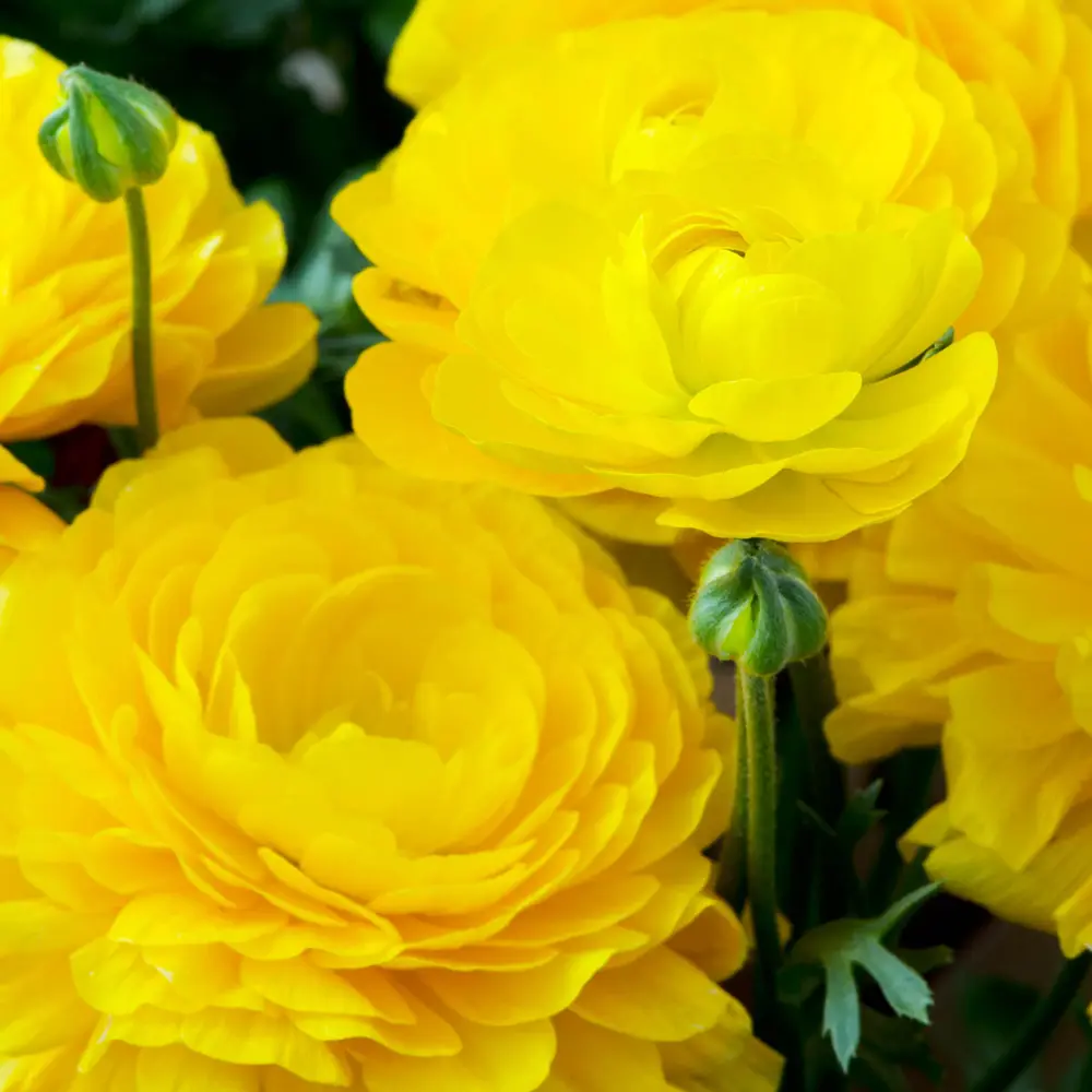 Aviv Ranunculus Yellow - Image 2