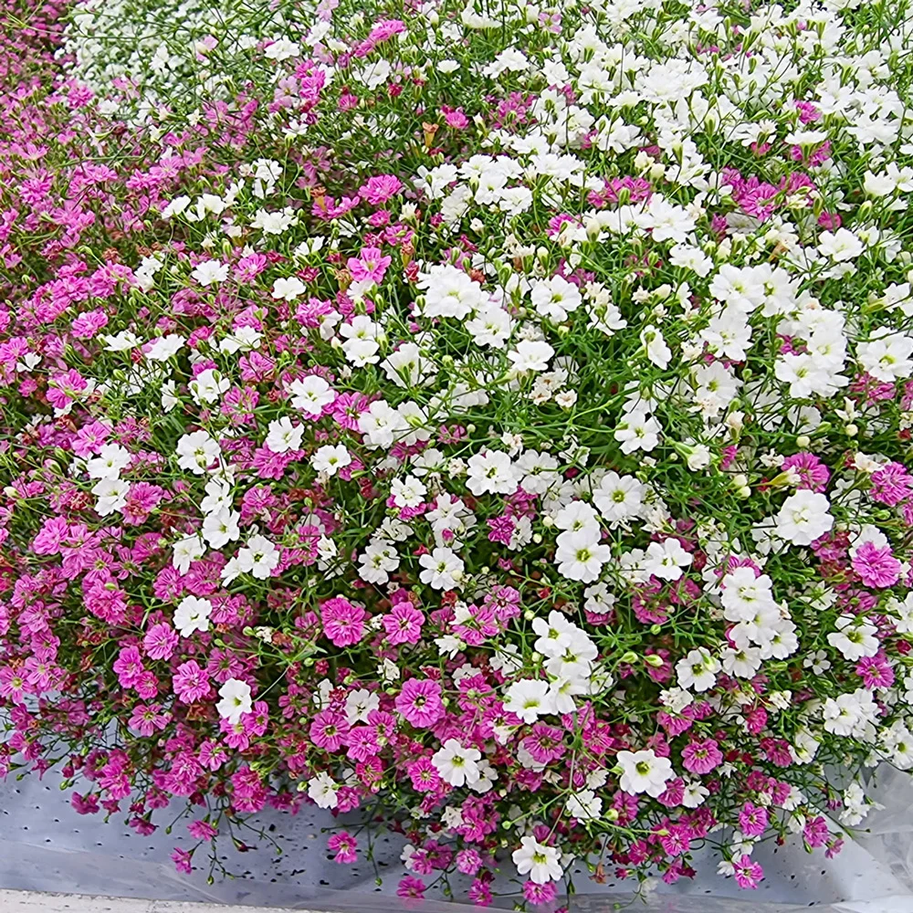 Baby's Breath Duet