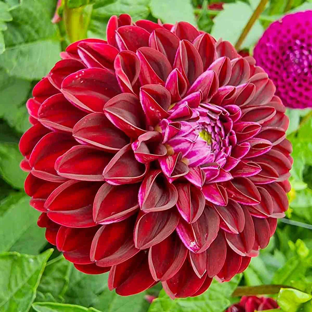 Ball Dahlia Dark Spirit - Image 3