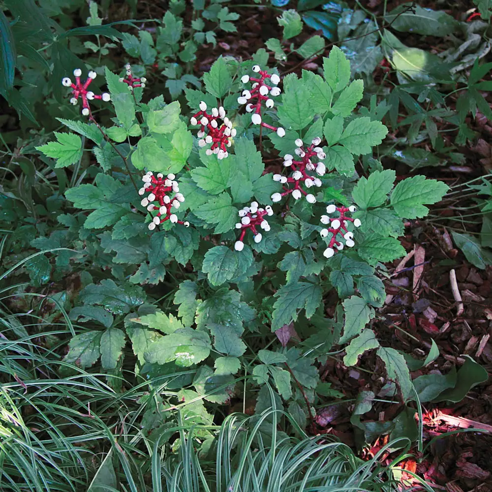 Baneberry Misty Blue