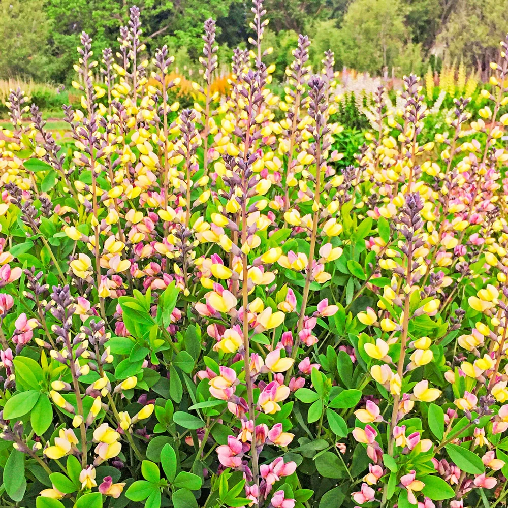 Baptisia Pink Lemonade (False Indigo)