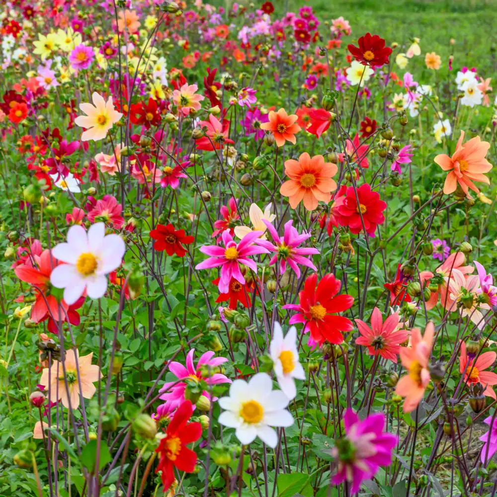 Bee-Friendly Single-Flowered Dahlia Mix - Image 2