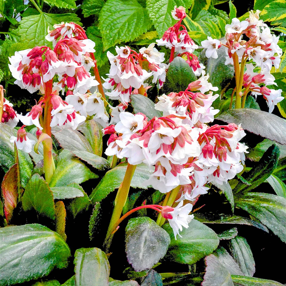 Bergenia Fire and Ice - Image 2