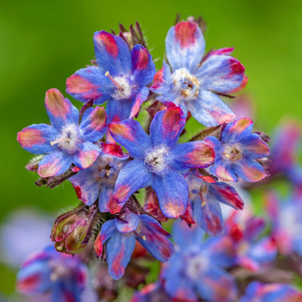 Blue Bugloss Loddon Royalist