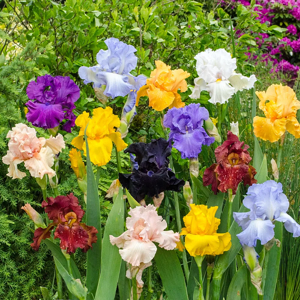 Bold Colors German Iris Mix - Image 2