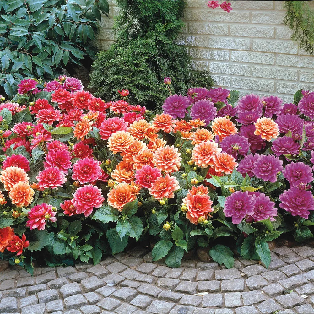 Border Dahlias Mixed