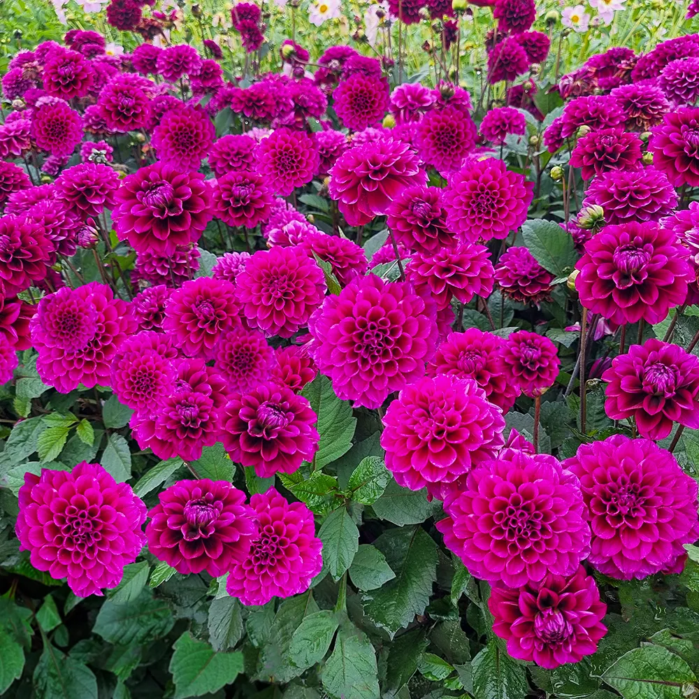 Border Decorative Dahlia Garden Mystery