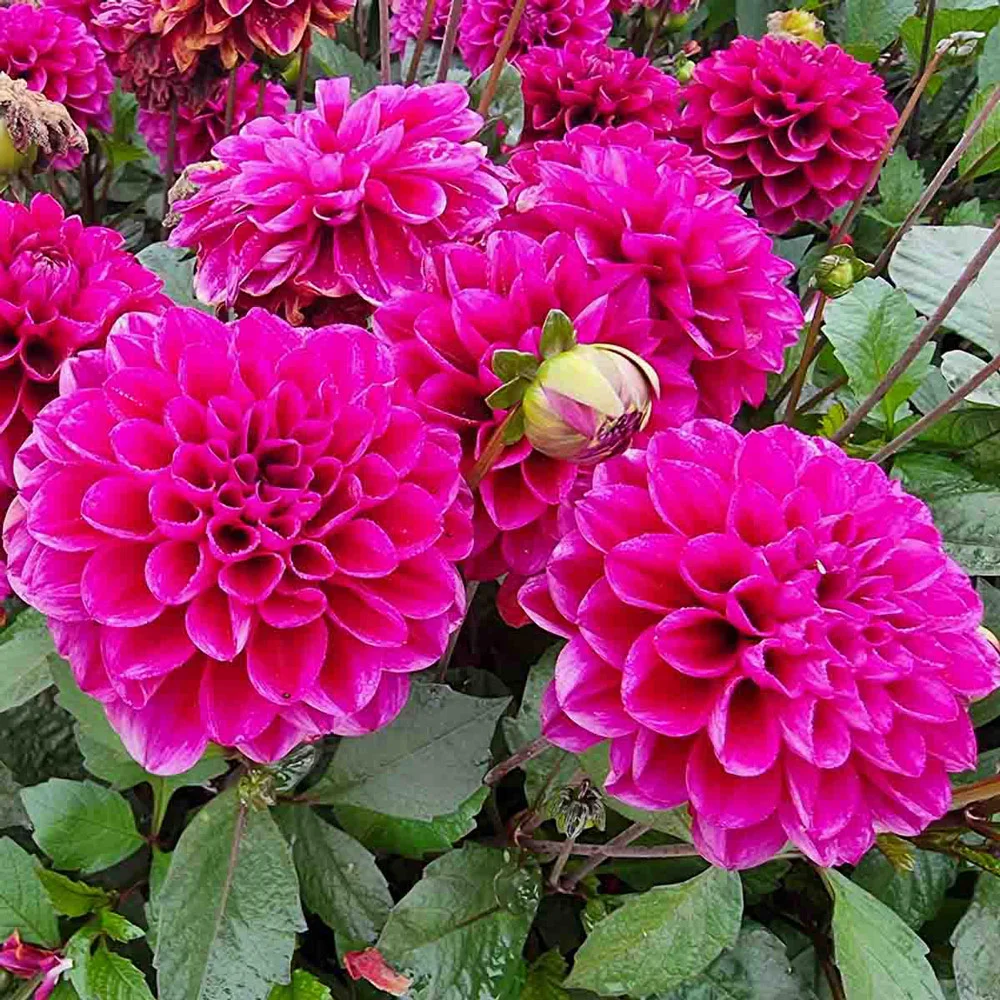 Border Decorative Dahlia Garden Mystery - Image 3