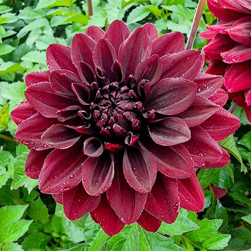 Border Decorative Dahlia Go Go Black - Image 4