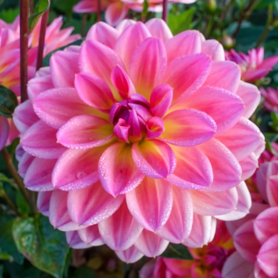Border Decorative Dahlia Pacific View - Image 2