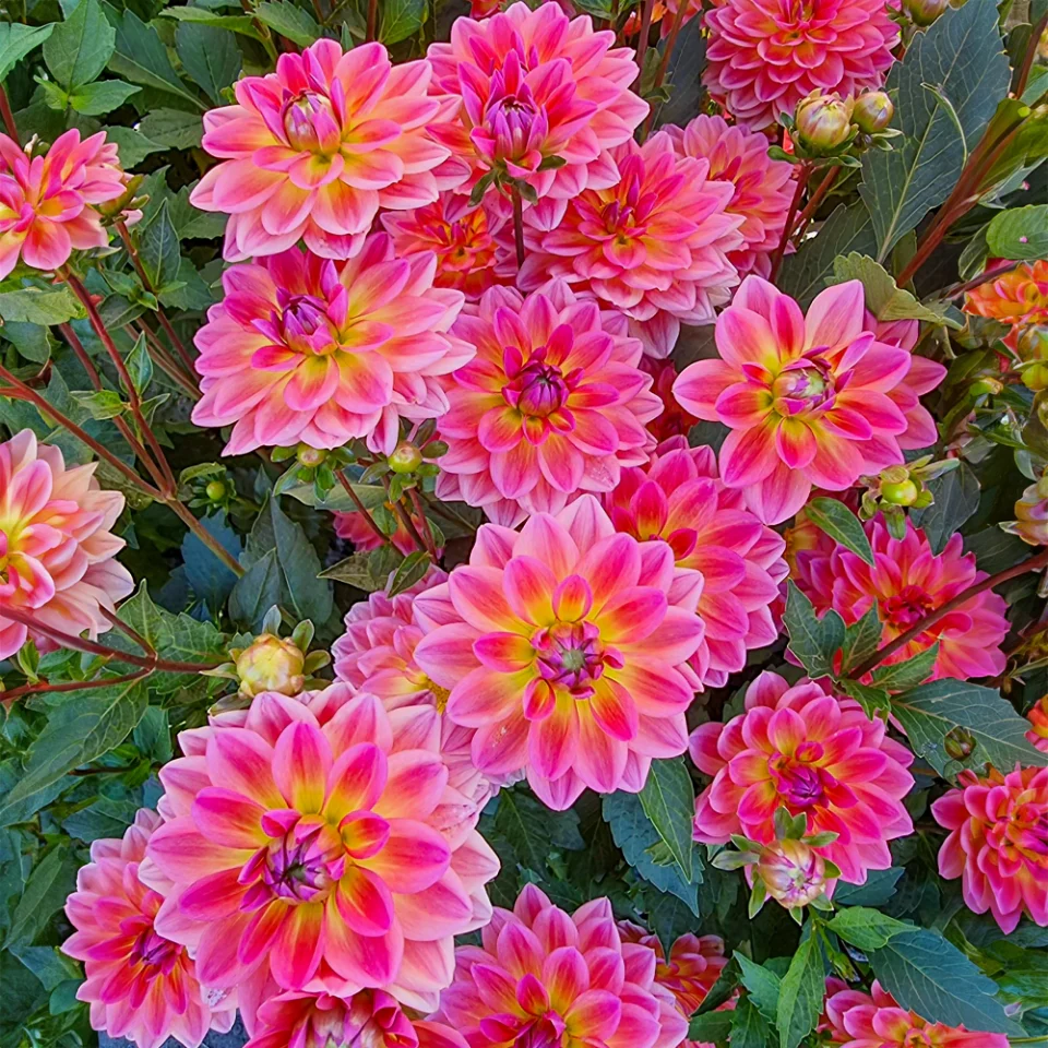 Border Decorative Dahlia Pacific View - Image 3