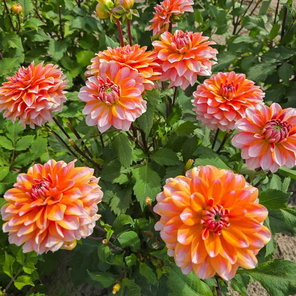Border Decorative Dahlia Peaches and Vanilla - Image 3