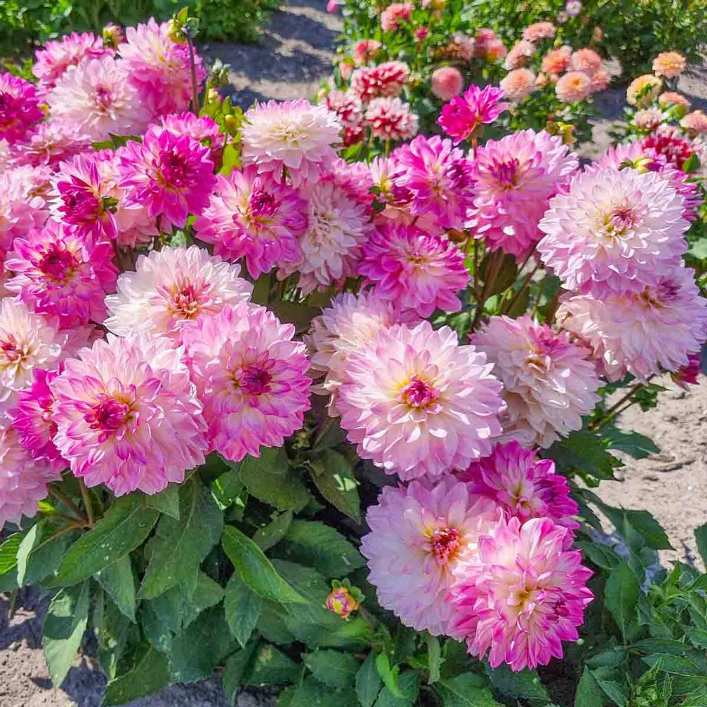 Border Decorative Dahlia Sincerity - Image 2