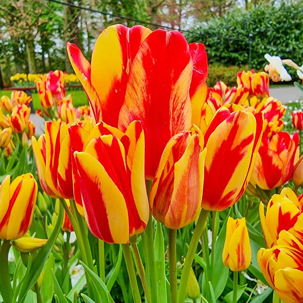 Bouquet Tulip Wonder Club - Image 3