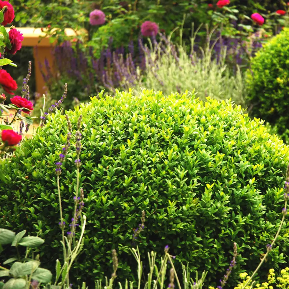 Boxwood Winter Gem Hedge