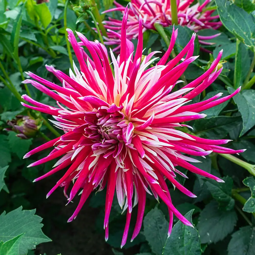 Cactus Dahlia China Town