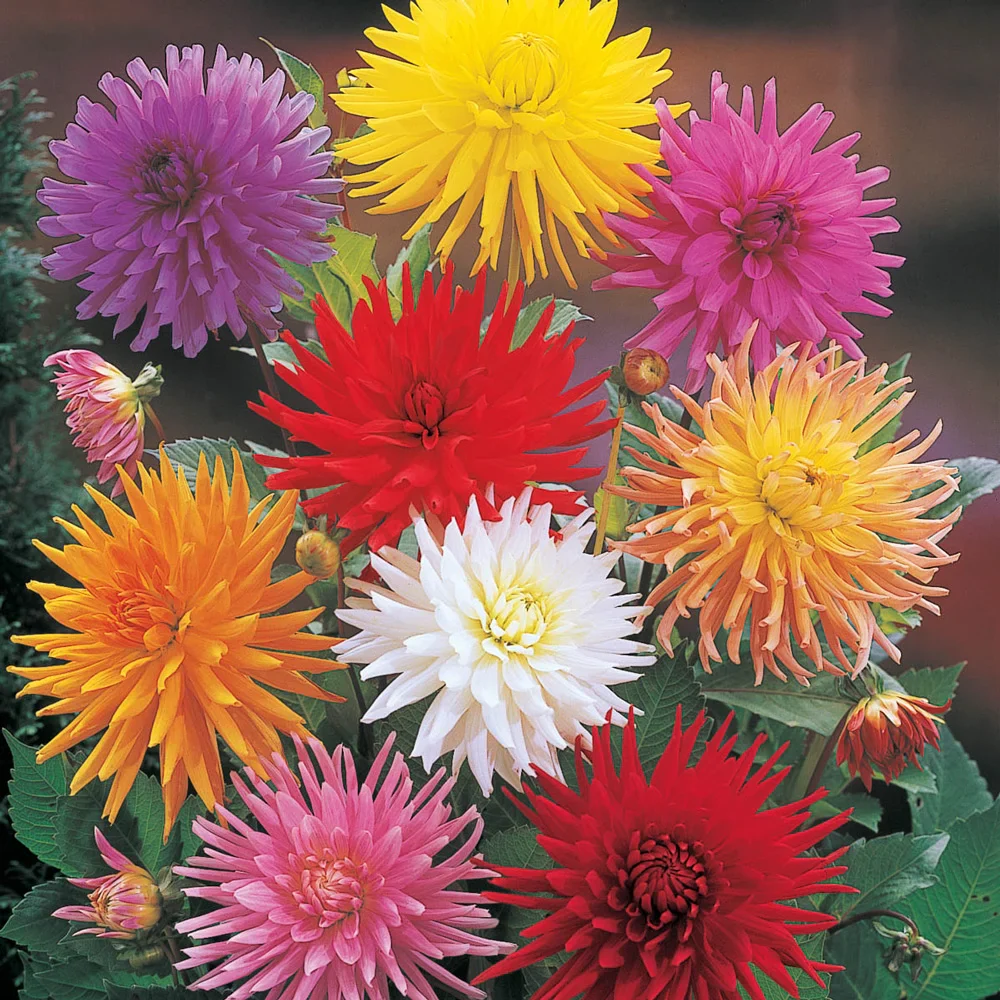 Bright Cactus Dahlia Mix - Image 2